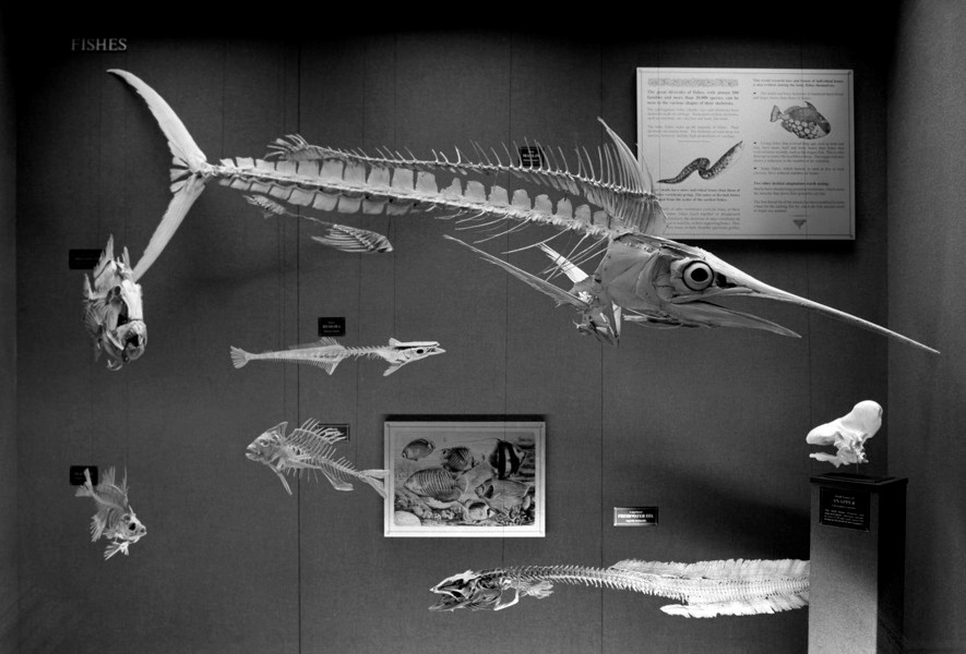The skeleton of Dr Lidwill's Black Marlin on display at the Australian Museum.